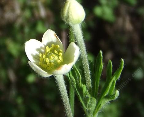 Anemone multifida, Pacific Anemone flower - grid24_12