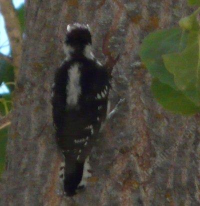 Downy woodpecker, Picoides pubescens. - grid24_12