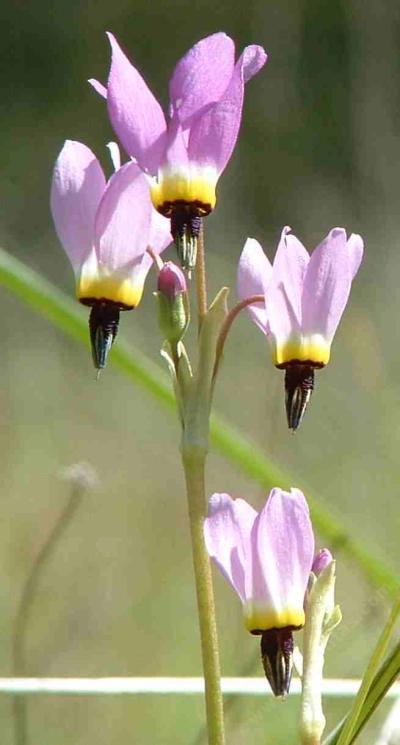 Dodecatheon clevelandii, Padre's Shooting Star, blooms in late winter in San Luis Obispo county, California. - grid24_12