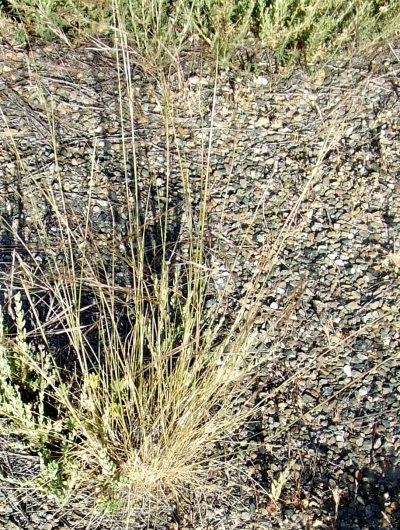 Stipa cernua, Nodding needlegrass is a little perennial - grid24_12