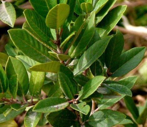 Rhamnus californica Tranquil Margarita Tranquil Coffeeberry - grid24_12