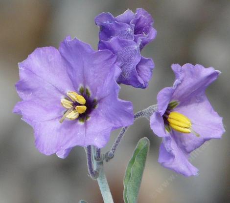 Solanum umbelliferum, incanum Bluewitch flowers - grid24_12