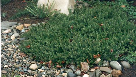 An old photo of Arctostaphylos Carmel Sur - grid24_12