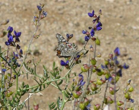 Dalea (Psorothamnus) fremontii, Indigo Bush, is here visited by a butterfly of the desert, near Ridgecrest, California. - grid24_12