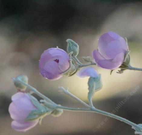 Malacothamnus jonesii, San Luis Obispo Bush Mallow, is shown here in bud and flower, with gray foliage. - grid24_12