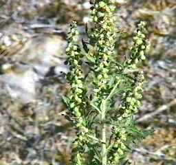 Ambrosia psilostachya Western Ragweed - grid24_12