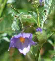 The blue flower of Solanum hoffmanii - grid24_12