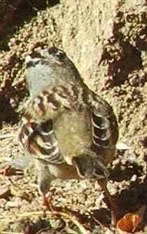 A White Crowned sparrow turning his back on the camera. - grid24_12