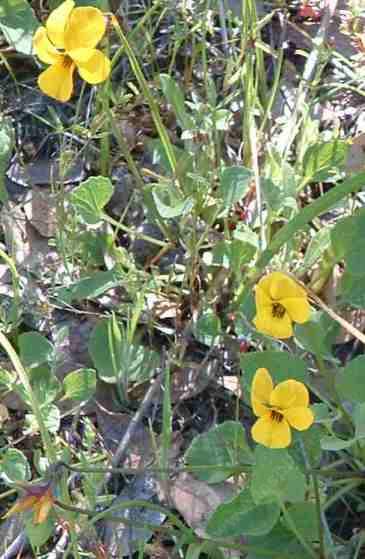 Viola pedunculata Violet - grid24_12