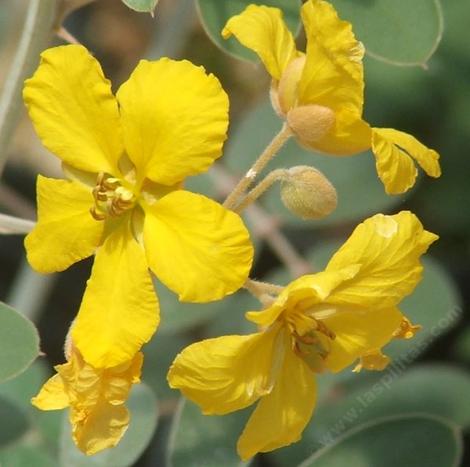 Senna covesii, Coues' Cassia flowers - grid24_12