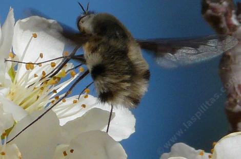 Beefly, Poecilanthrax working  a Plum Flower - grid24_12