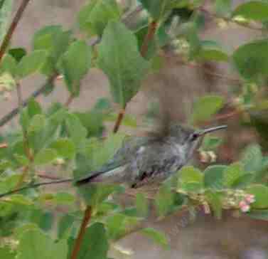 Symphoricarpos albus laevigatus,  Common Snowberry with hummingbird. - grid24_12