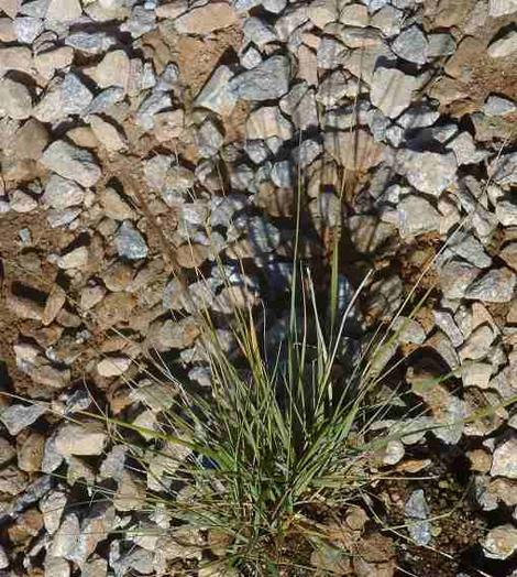 Stipa coronata depauperata Parsh's Needle Grass - grid24_12