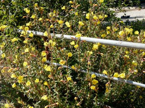 Oenothera hookeri, Evening Primrose, in flower in the Santa Margarita nursery garden. - grid24_12