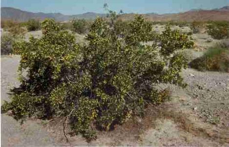 A Creosote Bush in Creosote woodland. - grid24_12