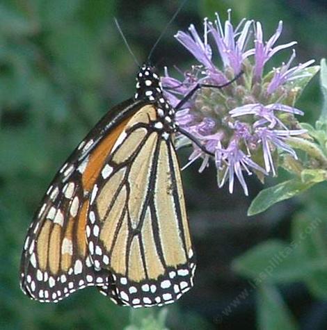 Monardella villosa, Coyote Mint,  with a Monarch Butterfly - grid24_12