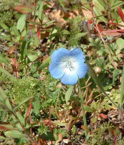 Baby Blue Eyes needs bare ground and ants to grow. The weeds have been forcing it out here. - grid24_12