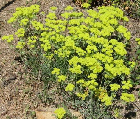 Eriogonum umbellatum, Sulfur Flower makes a small ground cover at the Santa Margarita Nursery - grid24_12