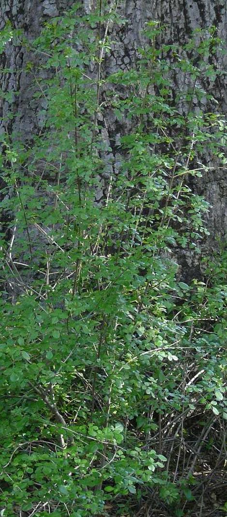 Fraxinus dipetala, Flowering Ash, indigenous to California,  has small adorable leaflets, a narrow form, and would be wonderful in a moist area of a smaller garden.  - grid24_12