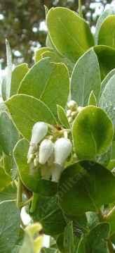 Arctostaphylos glauca, Los Angeles Big Berry manzanita is local to the Santa Monica Mountains. - grid24_12