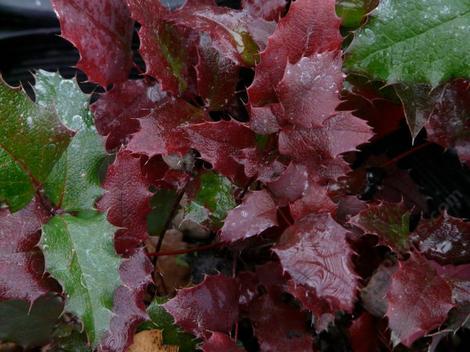 Leaf coloration of Mahonia Nevinii. New growth is commonly red to brown. - grid24_12