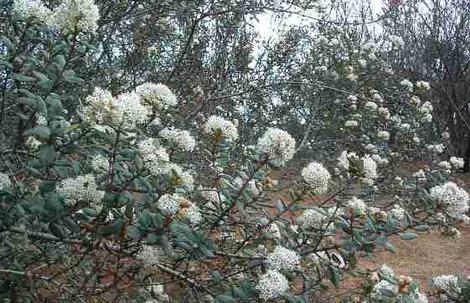 Ceanothus crassifolius in flower in the wild south of Corona - grid24_12