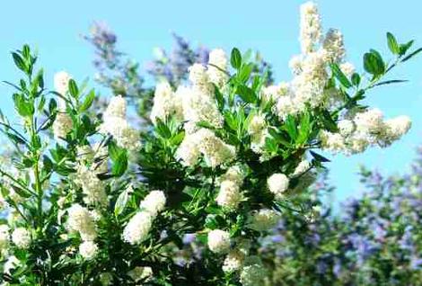 Ceanothus Thyrsiflorus Snow Flurry White Flowered Mtn Lilac