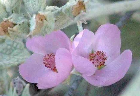 Malacothamnus fremontii,  Fremont's Bush Mallow flowers - grid24_12