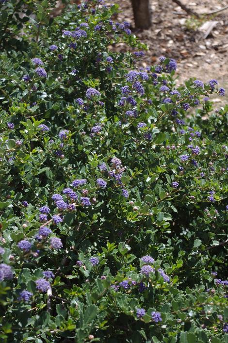 Ceanothus gloriosus Heart's desire makes a great small mounding groundcover. Excellent as a sidewalk border or if up against a wall,as shown here,  foundation plant. - grid24_12