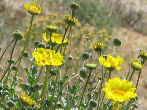 Acton Encelia, Mountain Bush Sunflower, Encelia actoni  - grid24_12