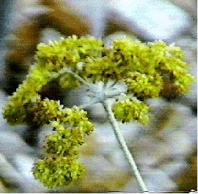 Eriogonum crocatum. Conejo Buckwheat - grid24_12