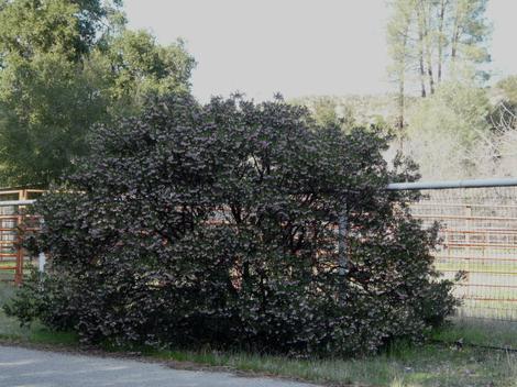 This Senitel manzanita is on the big side, they usually  stop at about 5 feet - grid24_12