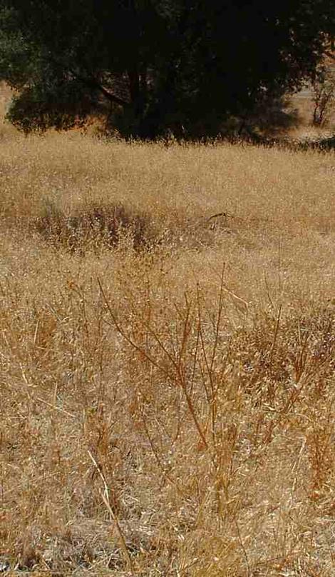 Seeding for erosion after a fire results in this. Seeding makes for more fires faster. This is not what a native site looks like. Hopefully your garden doesn't look like this. - grid24_12