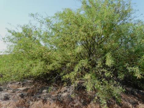 Prosopis glandulosa torreyana, Honey Mesquite - grid24_12