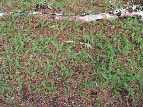 Achillea millefolium californica Yarrow used as lawn - grid24_12