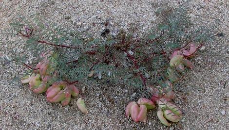 Astragalus Douglasii,  Douglas milkvetch plant - grid24_12