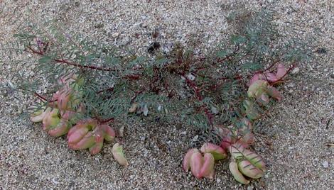 Astragalus Douglasii,  Douglas milkvetch plant - grid24_12