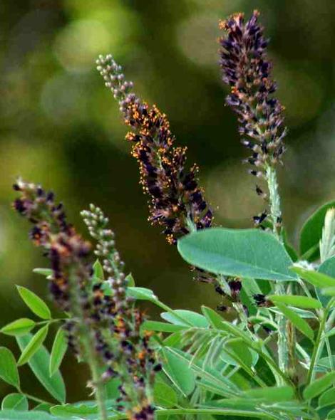 Amorpha fruticosa L. Indigo bush or False Indigo Bush flowers - grid24_12