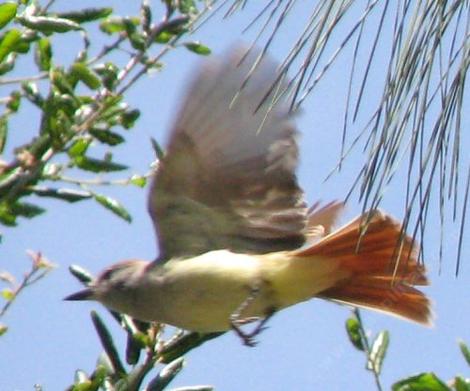 Ash-throated flycatcher, Myiarchus cinerascens looks very different when in flight - grid24_12