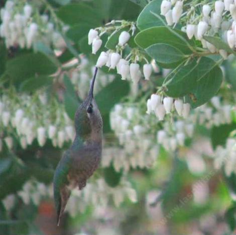 Anna Hummingbird working the flowers of Dr. Hurd manzanita - grid24_12