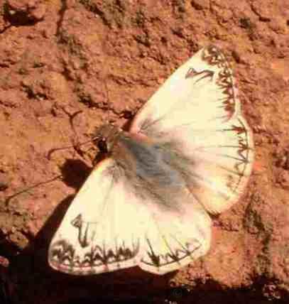 A Large White Skipper sipping mud - grid24_12
