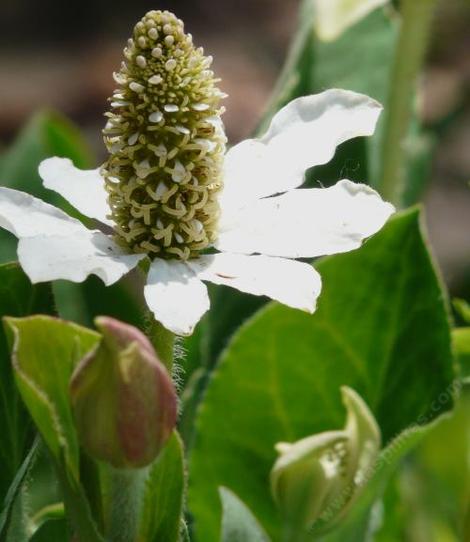 A closeup photo of  the flower of Anemopsis californica, Yerba Mansa, a medicinal herb.  - grid24_12