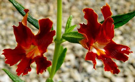 Diplacus rutilus, velvet red monkey flowers. - grid24_12