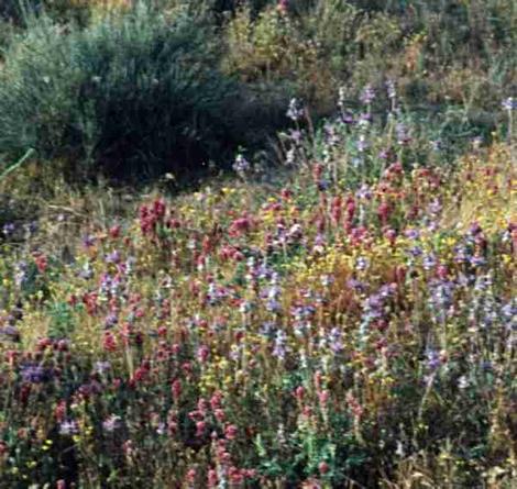 an old photo of Shadscale scrub with the wildflowers. - grid24_12