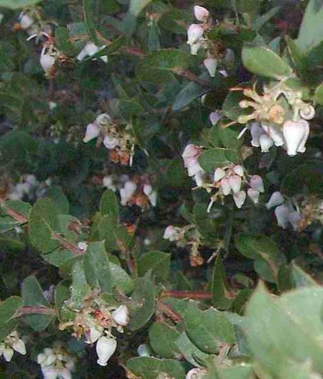 Arctostaphylos obispoensis, Obispo Manzanita - grid24_12