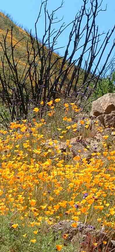 If you have weeds or too many fires you will never see this wildflower show that occurs if a fire hasn't burned a chaparral area for decades and there are no weeds present. - grid24_12