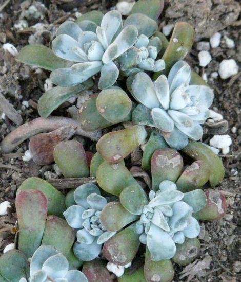 Sedum spathulifolium, Stonecrop looks like little stones - grid24_12