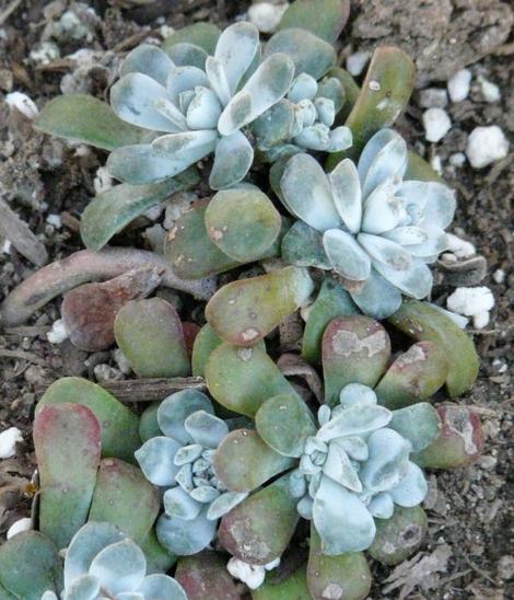 Sedum spathulifolium, Stonecrop looks like little stones - grid24_12