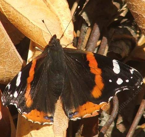 Red Admiral Butterflies are generally very hard to get a good photo of. But when they first pop out in early spring they're a little slow. - grid24_12