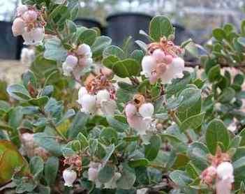 Arctostaphylos edmundsii, Danville makes a nifty little ground cover in part shade and a little water. - grid24_12